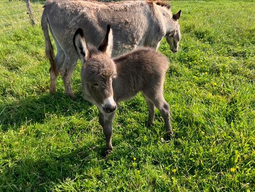 Mini ezel mediterrane miniezel met hengst veulen, Dieren en Toebehoren, Overige Dieren, Meerdere dieren