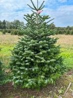 Kerstbomen   nordman en andere soorten, Tuin en Terras, Ophalen, Overige soorten, Minder dan 100 cm