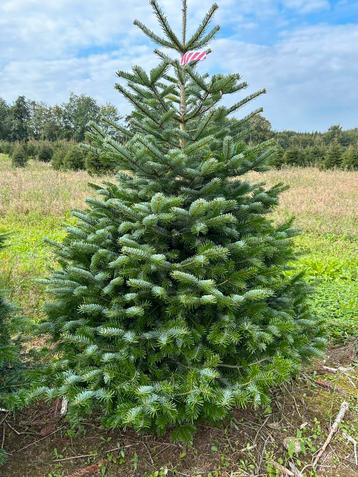 Kerstbomen   nordman en andere soorten beschikbaar voor biedingen