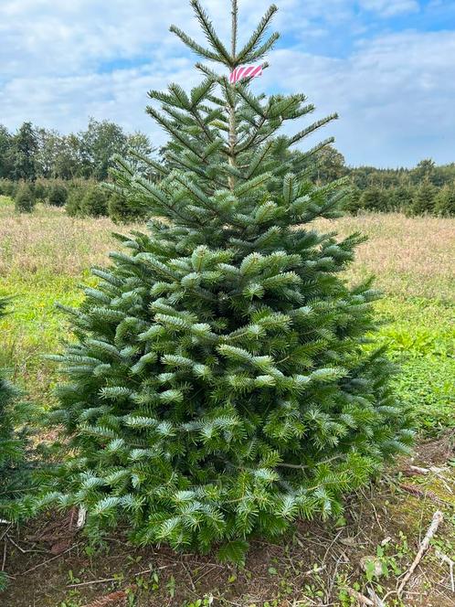 Kerstbomen   nordman en andere soorten, Tuin en Terras, Planten | Bomen, Overige soorten, Minder dan 100 cm, Ophalen