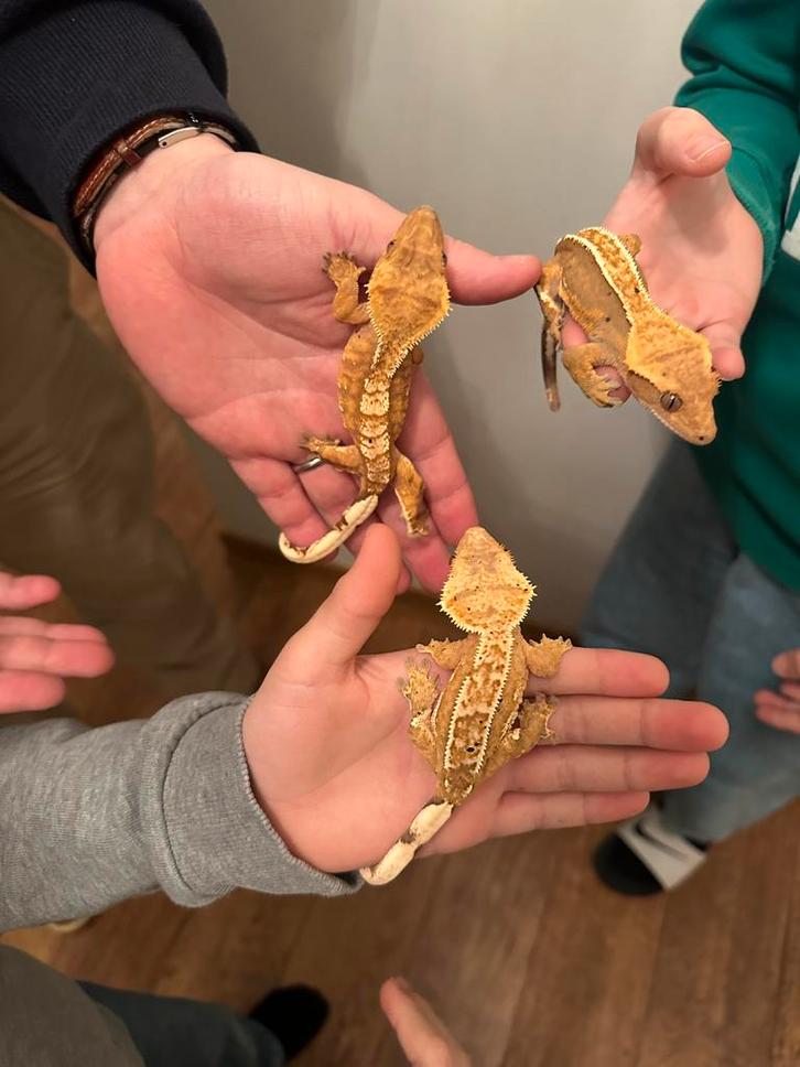 3x Wimpergekko gekko vrouw 2 jaar oud