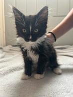 Half noorse boskat mogen gelijk mee nog 4, Dieren en Toebehoren, Meerdere dieren, Ontwormd, 0 tot 2 jaar