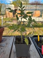 Biologische tomatenplanten, diverse soorten, Ophalen, Volle zon, Groenteplanten, Eenjarig