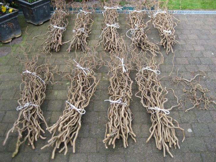 Takken kronkelhazelaar / krulhazelaar - Decoratietakken, Diversen, Pasen, Nieuw, Ophalen