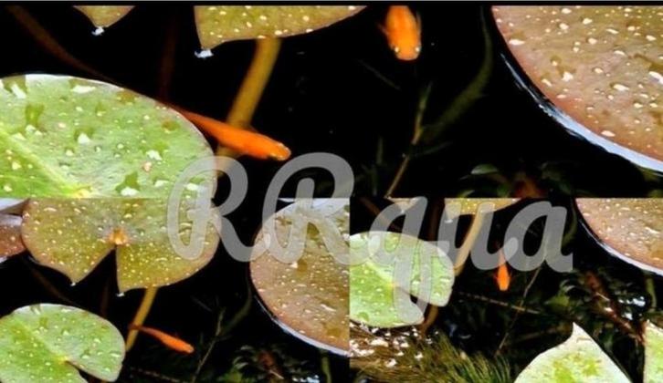 Eitjes - Mini Koi - Rijstvis - Medaka - Red King Yama Blood, Dieren en Toebehoren, Vissen | Vijvervissen, Overige soorten