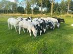 Koppel super mooie kleurige dikbil pinken !!, Dieren en Toebehoren, Vrouwelijk