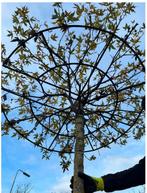 Dak Liquidambar worpselon mooie ronde dak bomen, Tuin en Terras, Planten | Bomen, In pot, Dakboom, Ophalen of Verzenden, 100 tot 250 cm