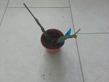 2 stekken geworteld epiphyllum duitse kaizerin  beschikbaar voor biedingen