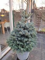 Prachtige Blauwspar kerstboom met kluit 150 cm, Tuin en Terras, Ophalen, Overige soorten, 100 tot 250 cm
