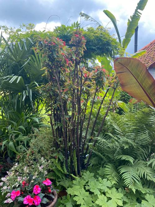 Begonia ‘Lucerna’, Tuin en Terras, Planten | Tuinplanten, Overige soorten, Halfschaduw, Zomer, Ophalen