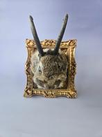 Taxidermy Knert / Jackalope, Verzamelen, Dierenverzamelingen, Ophalen of Verzenden, Nieuw, Wild dier, Opgezet dier