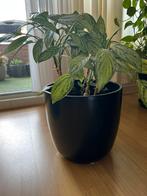 Aglaonema(Chinese Evergreen), Overige soorten, Minder dan 100 cm, Zomer, Ophalen