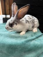 Lieve kleine konijntjes te koop, Dieren en Toebehoren, Konijnen, Meerdere dieren, Middelgroot, 0 tot 2 jaar