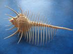 Schelpen: Murex pecten Lightfoot f++/gem 80-99mm+, Verzenden, Schelp(en)