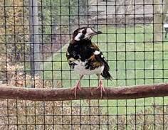 KASTANJERUGLIJSTERS 2023, Dieren en Toebehoren, Vogels | Overige Vogels, Tropenvogel, Meerdere dieren, Geringd