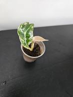 Alocasia polly variegata, Ophalen, Overige soorten, Minder dan 100 cm