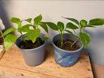 Paprika plantjes Piquillo rood mini biologisch, Tuin en Terras, Planten | Tuinplanten, Zomer, Fruitplanten, Ophalen of Verzenden