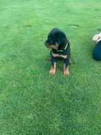 Rotweiler pup reu, Dieren en Toebehoren, Reu, Eén hond, Rottweiler, Nederland