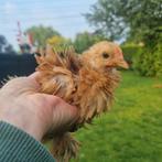 Cochin kriel krul haantje, Mannelijk, Kip