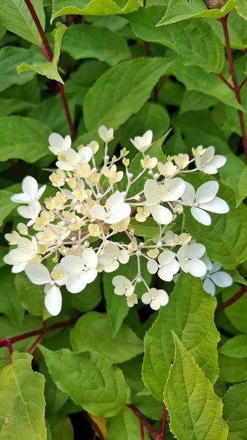 Hortensia's paniculata phantom 3 litter  beschikbaar voor biedingen