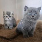 Prachtige Brits korthaar kittens met Stamboom 2 nestjes!, Dieren en Toebehoren, Katten en Kittens | Raskatten | Korthaar, Meerdere dieren