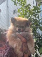 Prachtige pomeriaan pup merle kleur  teefje te koop, Dieren en Toebehoren, Honden | Chihuahua's en Gezelschapshonden, Parvo, Overige rassen