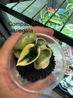 Hoya pakket, Huis en Inrichting, Kamerplanten, Ophalen, Halfschaduw, Minder dan 100 cm