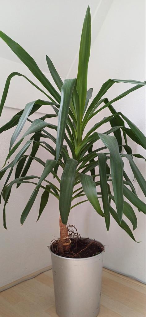 Yucca 110cm hoogte, Huis en Inrichting, Kamerplanten, Palm, 100 tot 150 cm, Groene kamerplant, In pot, Ophalen