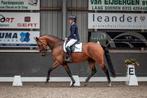 4 Jarige L2 merrie, Dieren en Toebehoren, Paarden, Merrie, Gechipt, Dressuurpaard, 3 tot 6 jaar