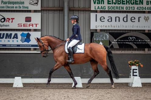 4 Jarige L2 merrie, Dieren en Toebehoren, Paarden, Merrie, L, 160 tot 165 cm, 3 tot 6 jaar, Dressuurpaard, Met stamboom, Gechipt