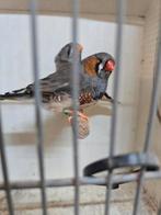Koppel split charcoal zebravinken, Dieren en Toebehoren, Meerdere dieren, Tropenvogel, Geringd