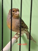 Rood factor kanarie gele kanarie, Dieren en Toebehoren, Vogels | Kanaries, Meerdere dieren, Kleurkanarie