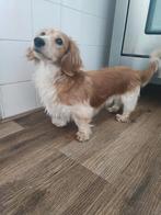 Cream-piebald dwergteckel dekreu (niet te koop!), Reu, 1 tot 2 jaar, Meerdere, Nederland