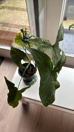 Syngonium Mottled, Huis en Inrichting, Kamerplanten, Ophalen of Verzenden, Halfschaduw, Minder dan 100 cm