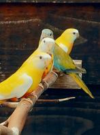 Lutino roodbuik Splendidparkieten, Dieren en Toebehoren, Meerdere dieren, Parkiet