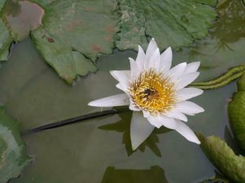 waterlelie wit in mand beschikbaar voor biedingen