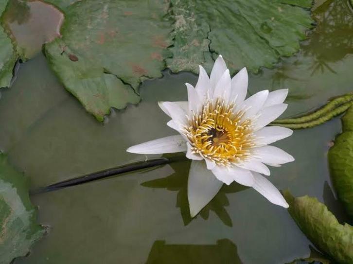 waterlelie wit in mand, Tuin en Terras, Vijvers, Nieuw, Ophalen