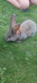 8 Konijntjes (Duitse Reus), Dieren en Toebehoren, Konijnen, Meerdere dieren, Middelgroot