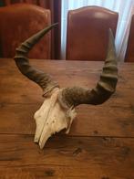 Schedel met hoorns. Hartenbeest, Ophalen of Verzenden, Gebruikt, Wild dier, Schedel
