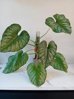 Philodendron Mamei, Huis en Inrichting, Kamerplanten, Ophalen, Overige soorten, Minder dan 100 cm