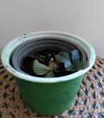 Aardbei +++Ruil mij!!+++, Tuin en Terras, Planten | Tuinplanten, Ophalen, Zomer, Volle zon
