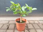 Citrus Calamondin - Mandarijnenboompje H: 40 cm., Tuin en Terras, Ophalen, Minder dan 100 cm, Volle zon, Citroenboom