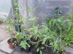 Tomatenplanten, Ophalen, Lente, Groenteplanten, Volle zon