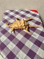 Grote zeeslak lambis, Ophalen of Verzenden, Schelp(en)