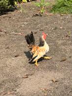 Gratis 2 lieve tamme Serama kriel haantjes, Dieren en Toebehoren, Mannelijk, Kip