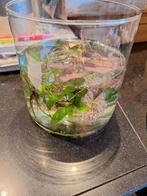 Tiger lotus en java fern stek, Ophalen of Verzenden, Nieuw, Plant(en), Steen of Hout