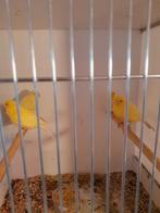 Waterslagers kanaries (7 stuks), Dieren en Toebehoren, Meerdere dieren, Zangkanarie