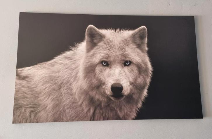 VOLLEDIG NIEUWE WITTE WOLF REINDERS
- INFO ZIE ADVERTENTIE, Huis en Inrichting, Woonaccessoires | Schilderijen, Tekeningen en Foto's