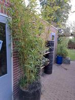 bamboe aurea, Tuin en Terras, Ophalen, Bamboe, 250 cm of meer