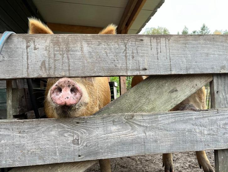 2 Hobby- Tamworth zeugen, Dieren en Toebehoren, Schapen, Geiten en Varkens, Varken, Vrouwelijk, 3 tot 5 jaar